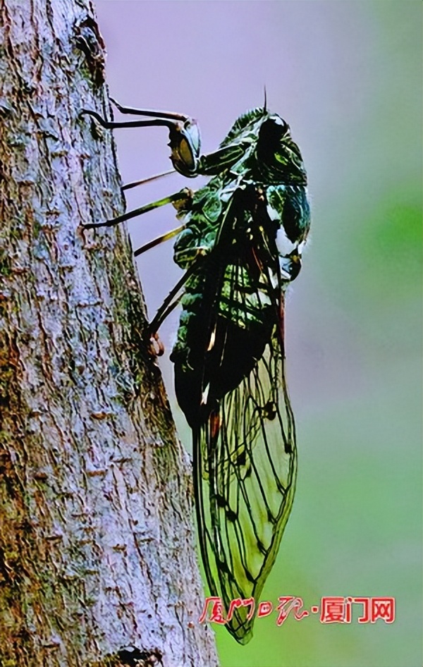 市民投诉青蛙叫声太吵,市民投诉蛙声扰民微博