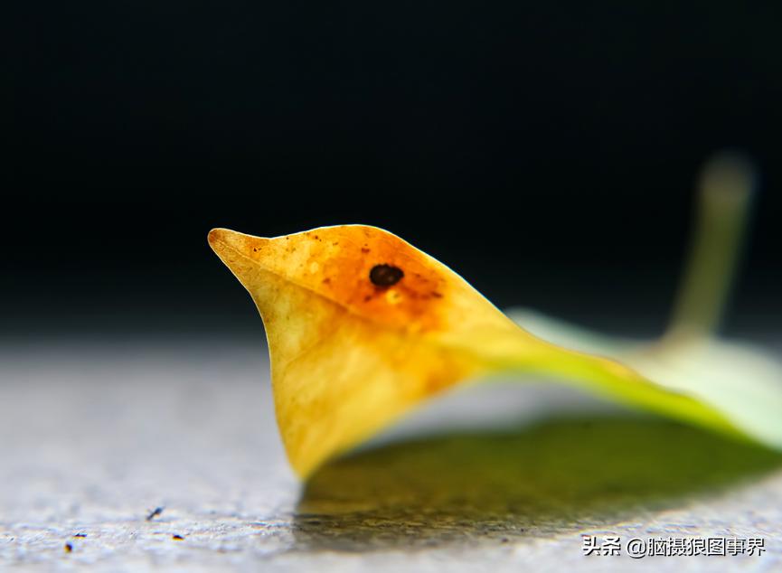你拍的照片不够唯美,你拍的照片不清晰是怎么回事