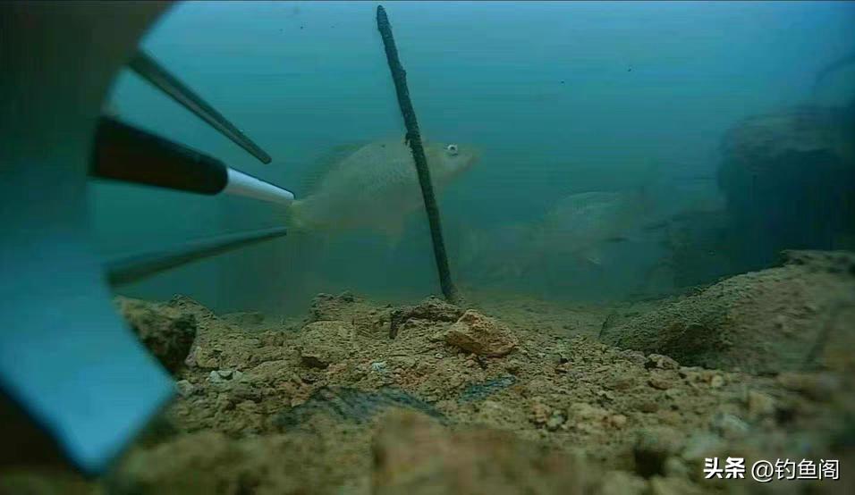 水里鱼特别多但是钓不到,浅水鱼多为什么不咬钩