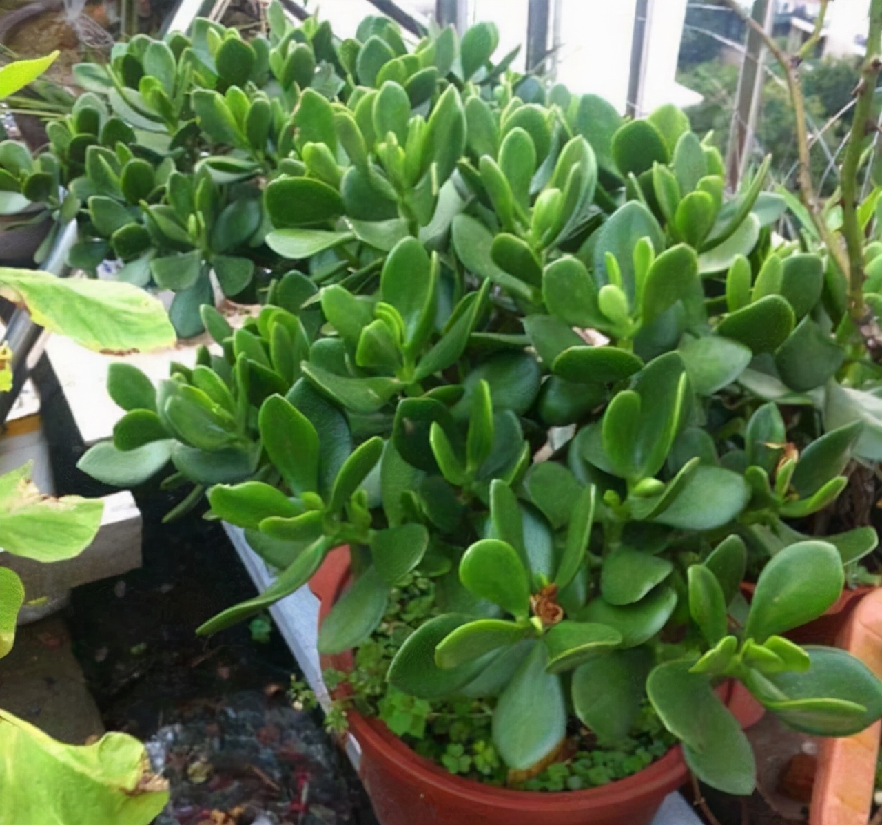 客厅有树十有九福,家中有树十家九富