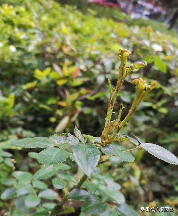 月季不发芽怎么处理,月季扦插用蛭石还是用水泡生根快