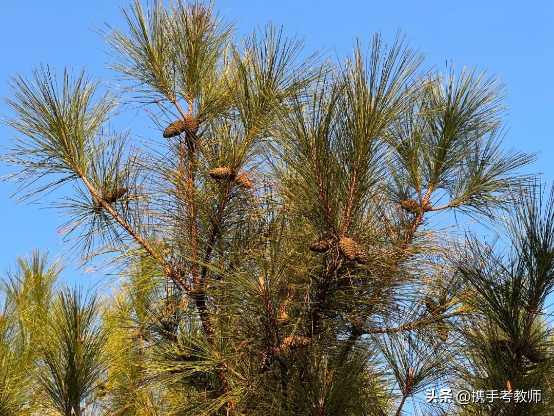 茂盛开花的马尾松,植物专栏蓝花草