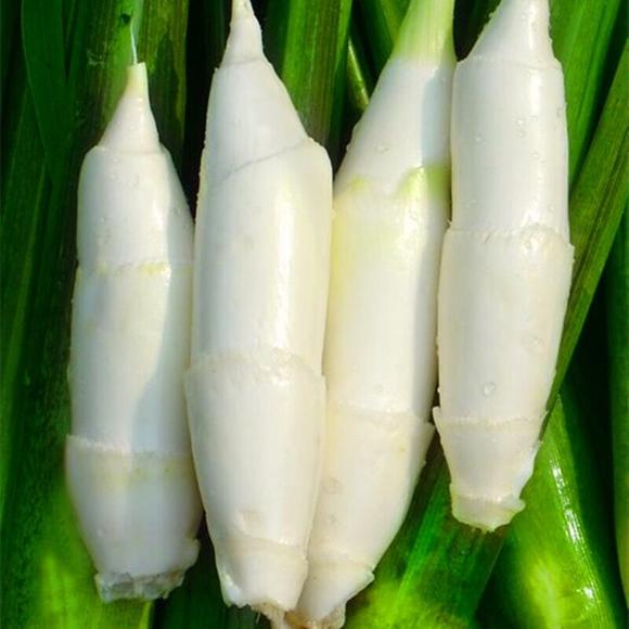 100种野菜大全图解,认识100种野菜视频大全完整版