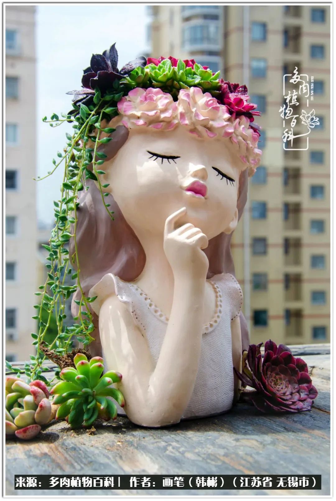 盆景多肉常遇到的问题,多肉盆景无穷小