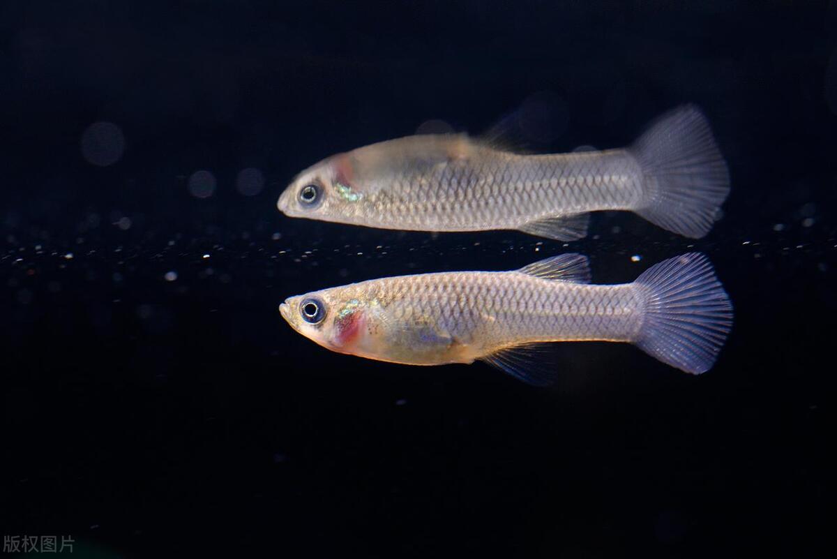 长江鱼类数量增多,长江鱼类目前现状