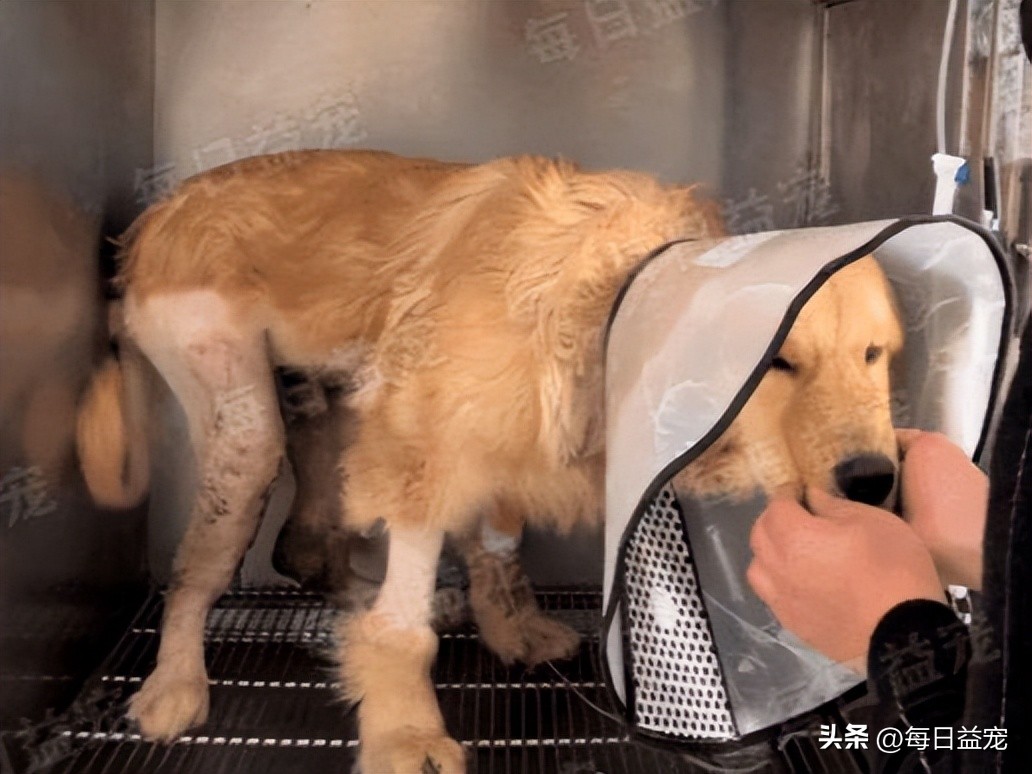金毛被打断双腿后抛弃，热心小伙心疼狗狗，不惜花重金医治它