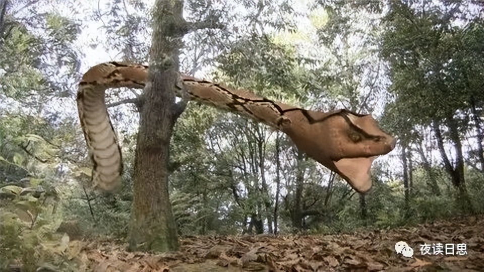 西游记里的蟒蛇精找谁来演,西游记蟒蛇精变成了老太婆