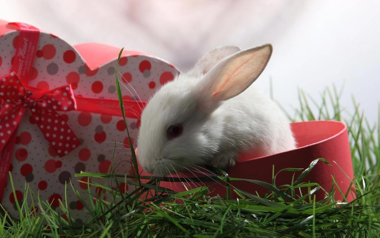 兔子打喷嚏怎么办小妙招,如何让兔子打喷嚏