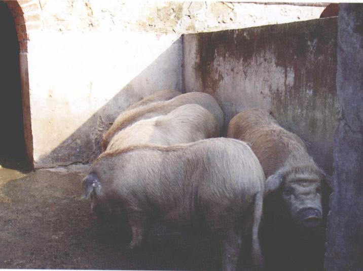 大河猪业,大河猪