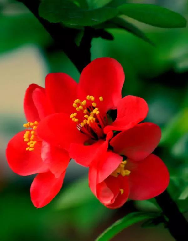 茅台是不是炒作,茅台酒的历史真实价格