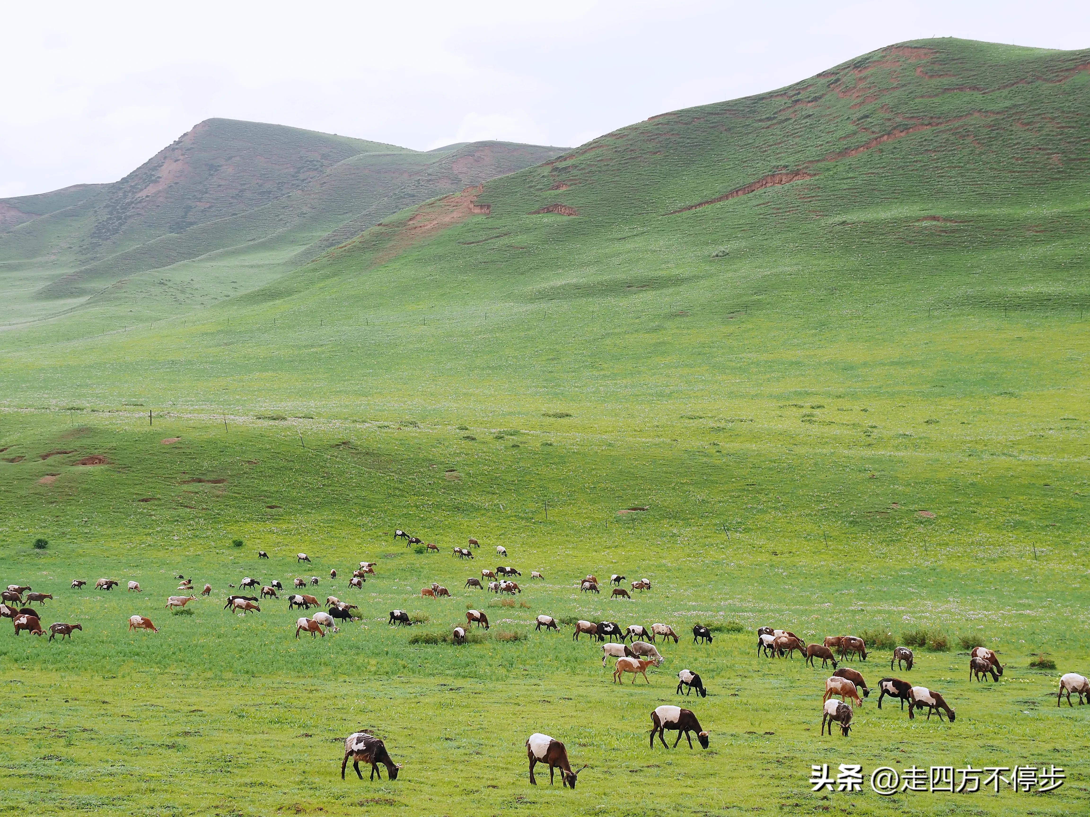 甘南自驾游桑科草原下一站,甘南桑科草原高清精美视频
