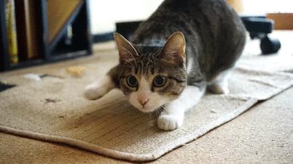 为什么猫咪交配时，公猫要死死咬住母猫的后颈？母猫的声音太凄惨