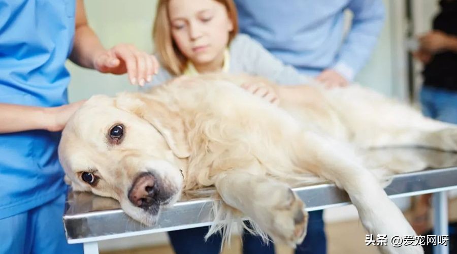 狗狗咳嗽干呕吃什么药有效果,狗狗咳嗽干呕发出咔咔咔的声音