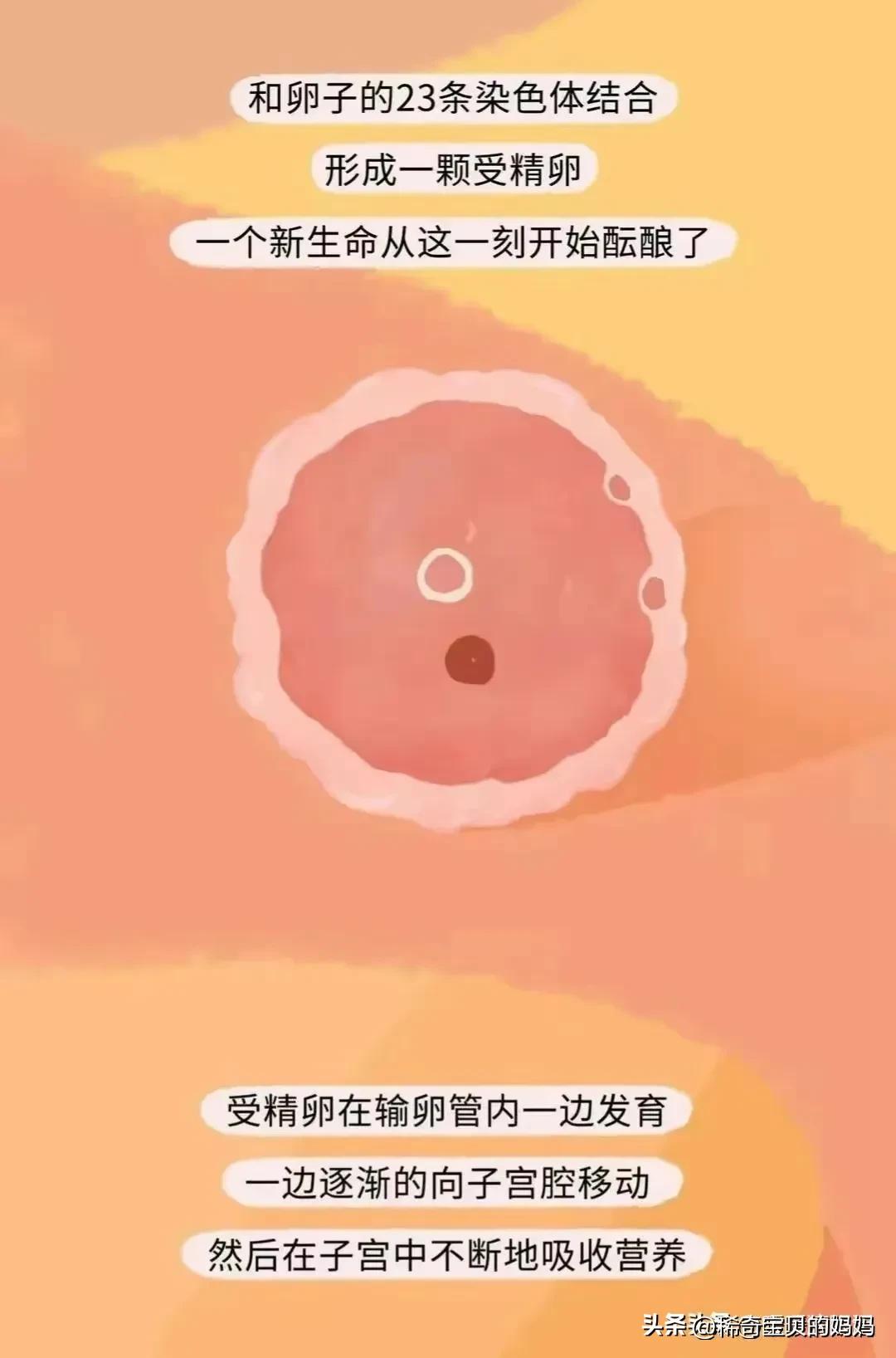 科普知识小蝌蚪怎么成长为青蛙,小蝌蚪动画的成长过程