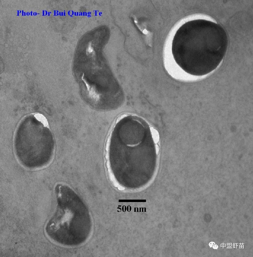 微孢子虫亚门,水产养殖微孢子虫