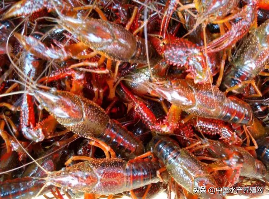 网红小龙虾现在多少钱一斤,小龙虾今日价格表网红