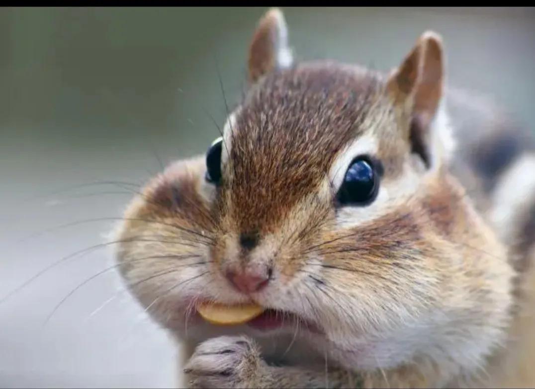 花栗鼠的歌,花栗鼠电影中的歌