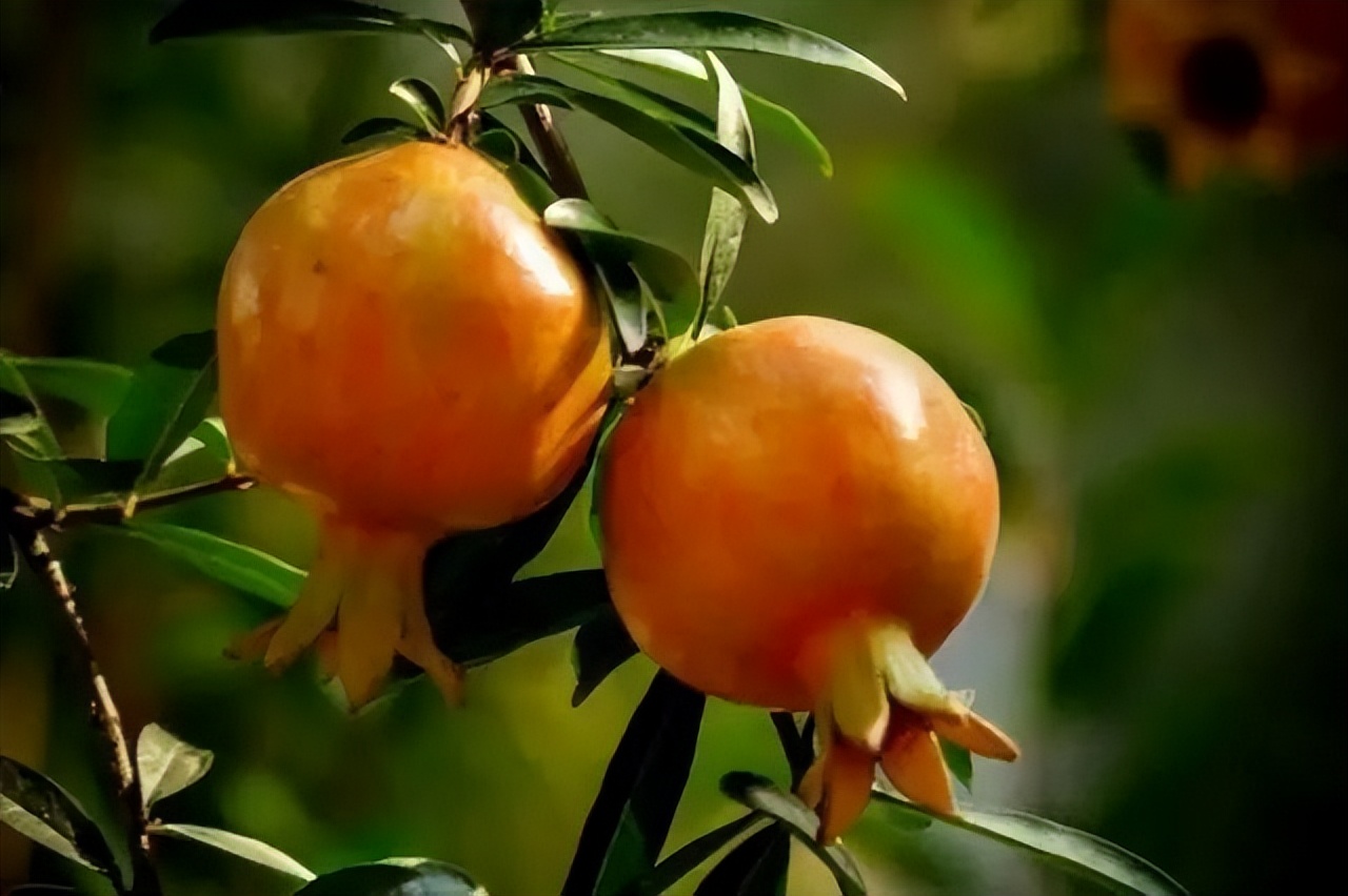 石榴苗怎么挑选,石榴会四季开花吗