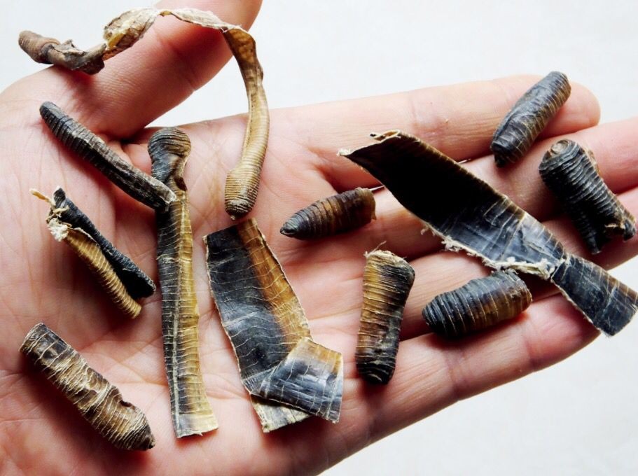 野生蚯蚓利益链从未终断？广东再现电蚯蚓，暴利下隐藏着什么危机