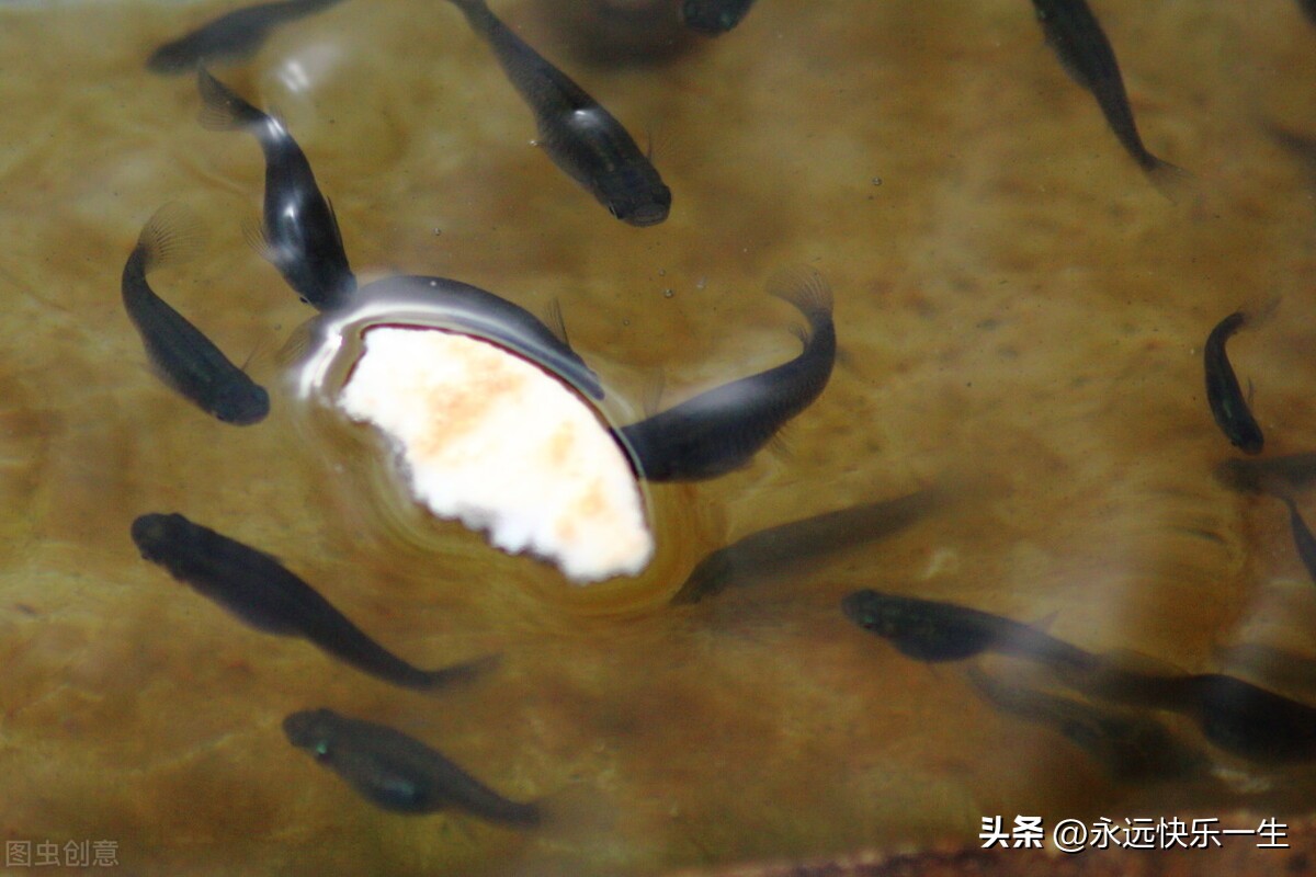 被杀猪盘骗了38万报案有用吗,杀猪盘电信诈骗