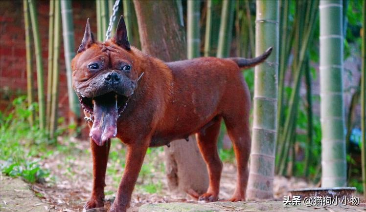 川东猎犬是中国古老犬种吗,川东猎犬可爱