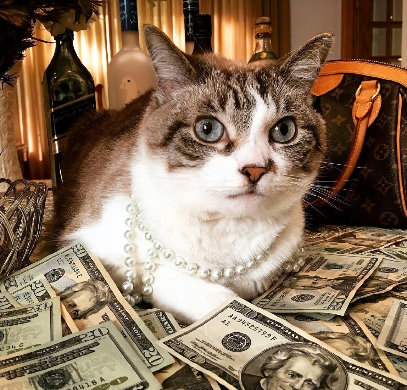 猫咪取名有多离谱,猫咪取名招来好运气