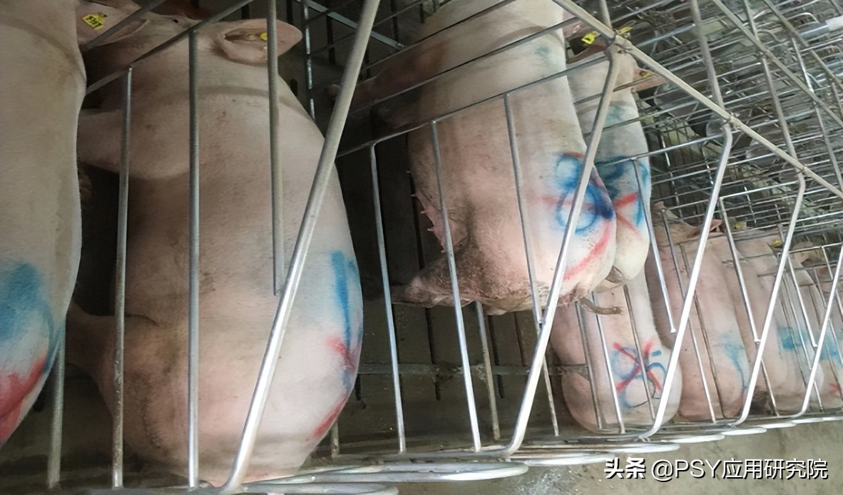 后备母猪不怀孕最佳治疗方法,后备母猪不发情怎么办小妙招