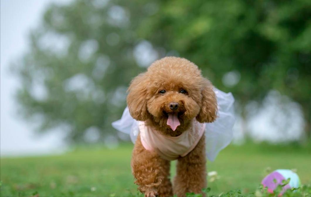 泰迪肚子里有虫子有什么症状,泰迪狗身上的虫子是什么虫