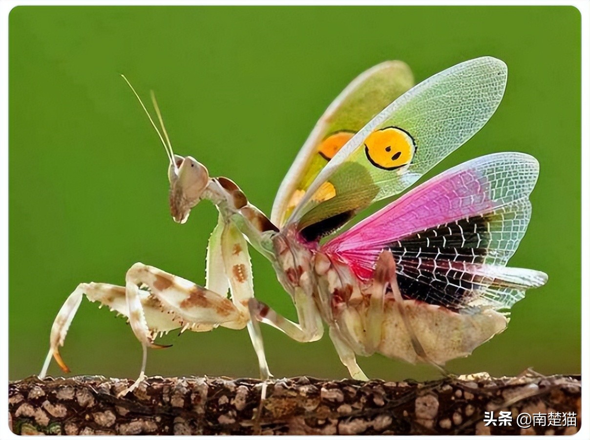 分享各种各样的动物,保证你没见过的20种新动物