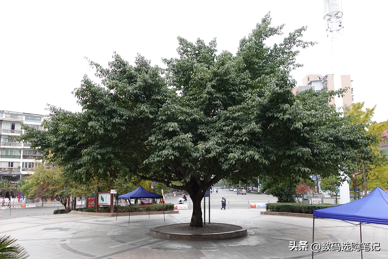 荣耀v30pro和苹果6sp哪个拍照好,华为nova5ipro跟荣耀v30pro哪个好