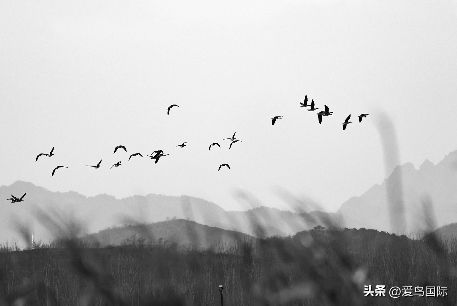 2024观鸟大年,观鸟大年介绍