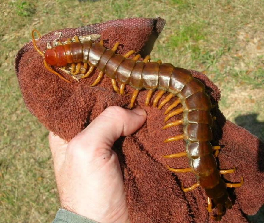 蜈蚣咬公鸡的鸡冠解毒吗,鸡是蜈蚣的天敌被蜈蚣咬了