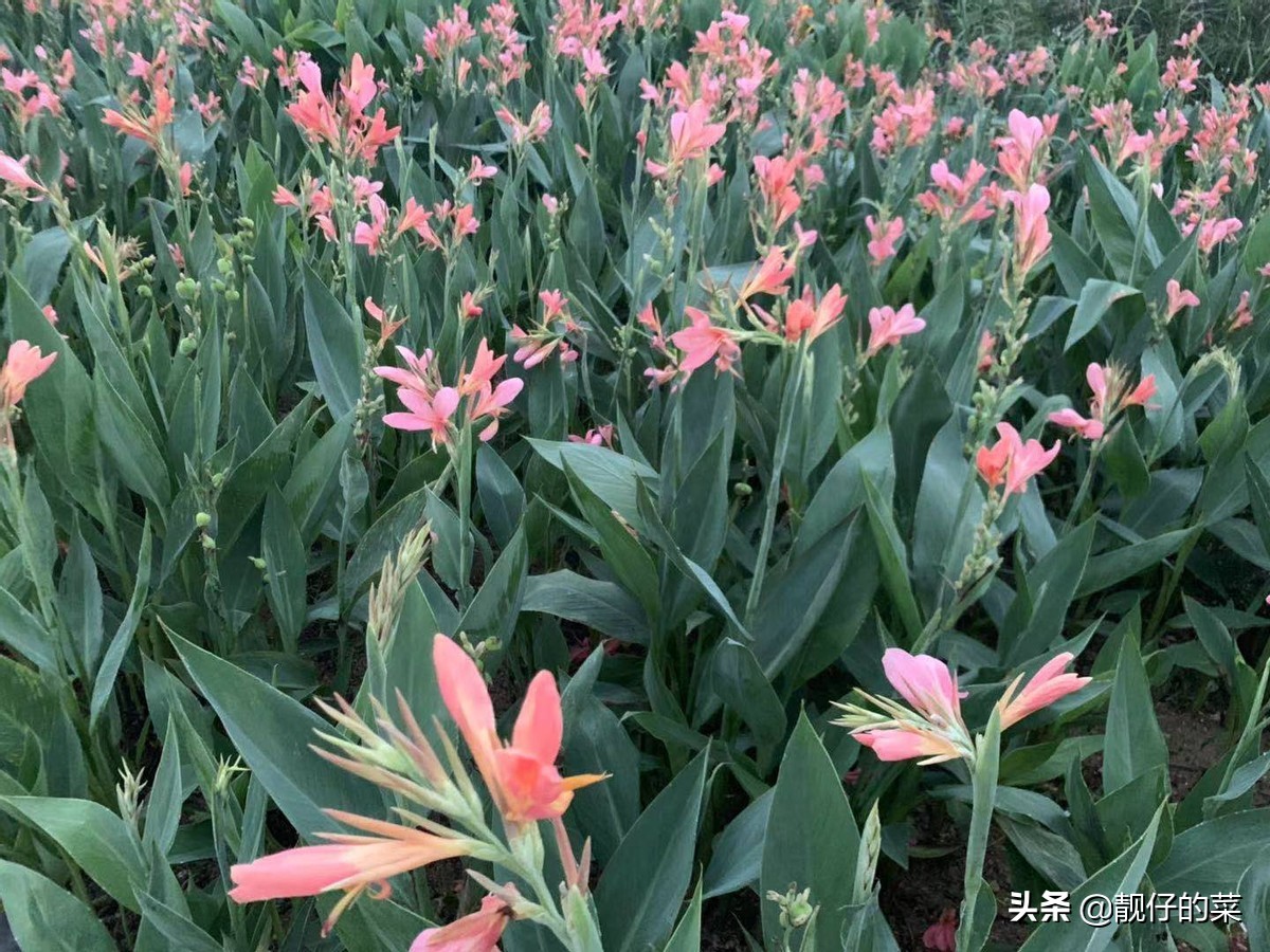 20220613珠海市湾仔码头之海边自行车游玩日记