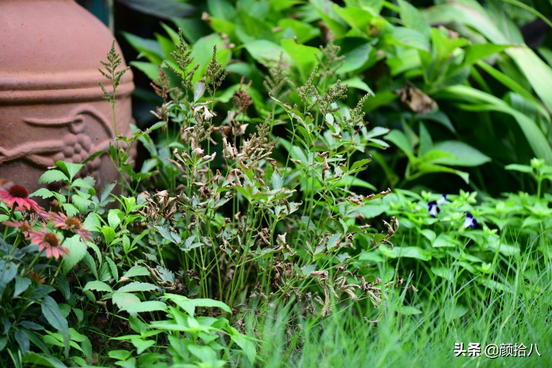 看到你的花园那么惨，我就安心了|园丁