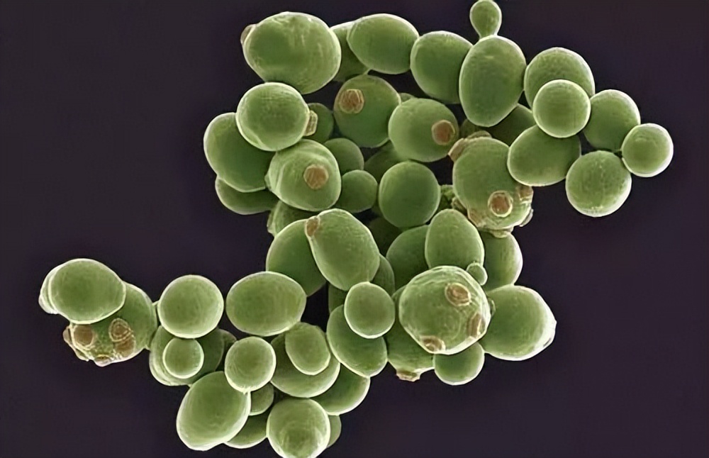 如何增加黄豆酱的酱香味,如何让黄豆酱细腻变鲜