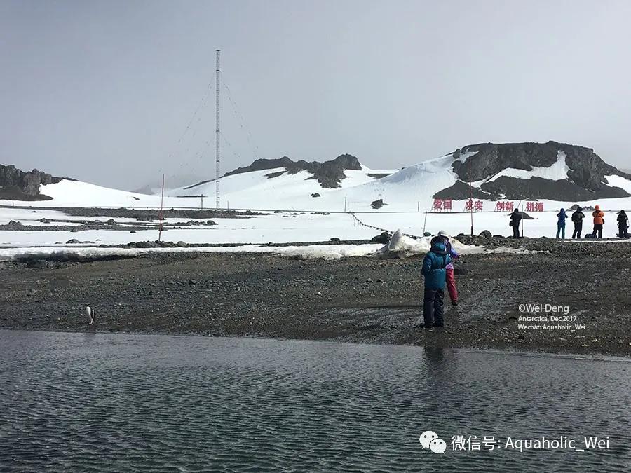 我在南极养企鹅,我在南极的日子