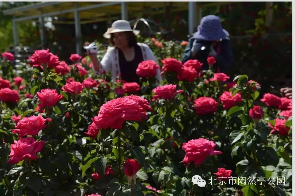 游玩趣乐,游玩陶然亭公园感受