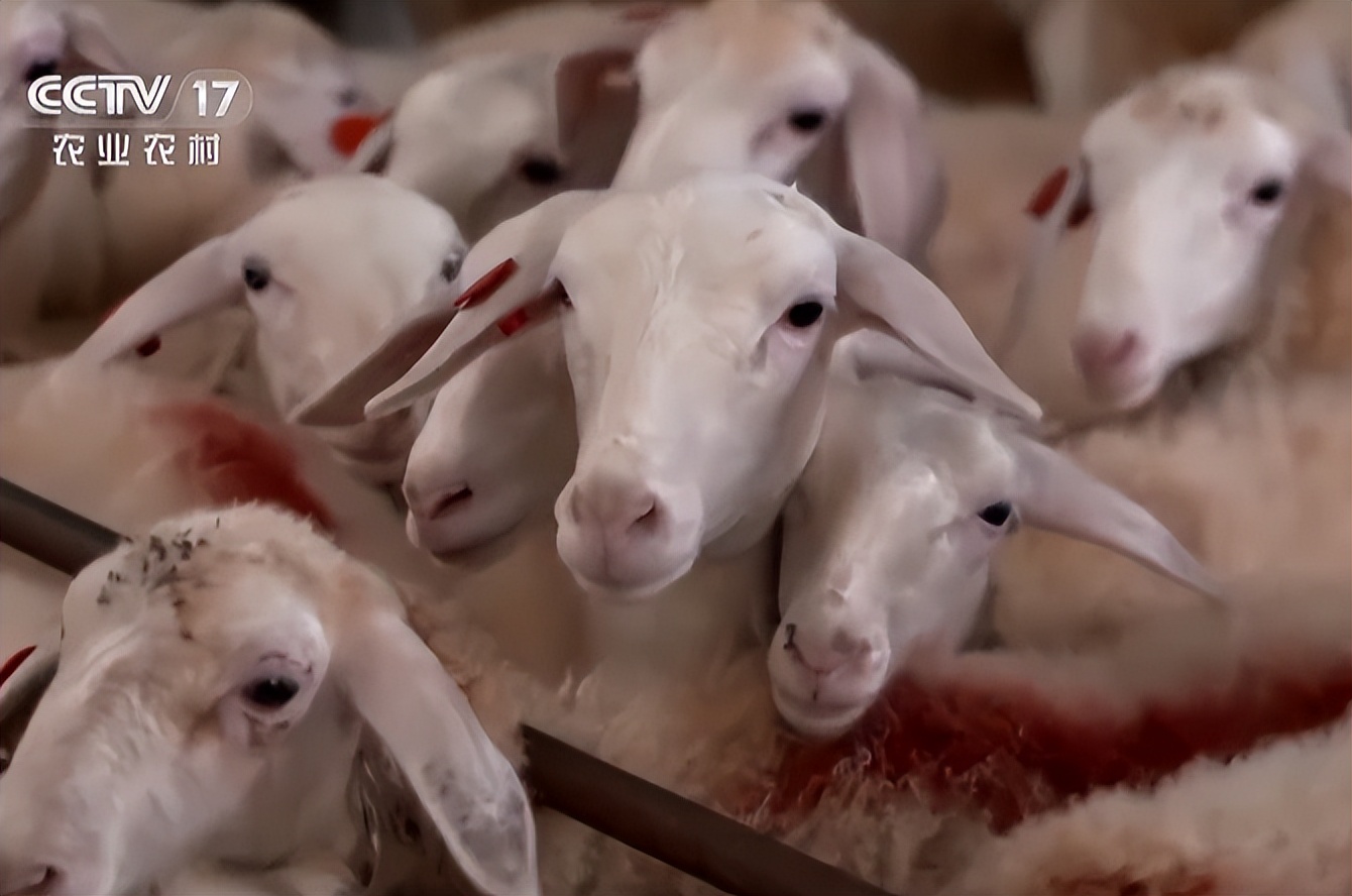 养殖羊的成功案例,大量养羊成功案例