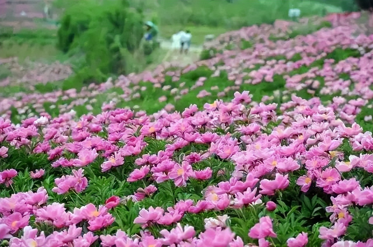 四川内江到云南旅游自驾游路线,重庆四川南充旅游线路攻略