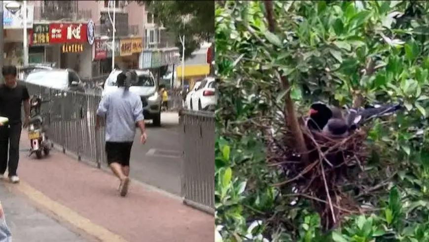 厦门行道树鸟攻击人,厦门鸟攻击人