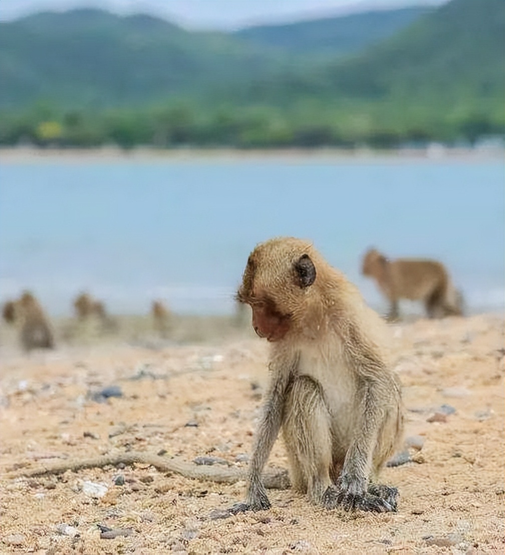 实验猴价格暴涨20余倍,实验猴价格飙涨20倍的原因