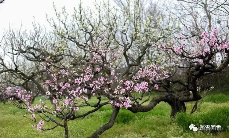 赞美梨花的诗句古诗大全,关于梨花的古诗词大全