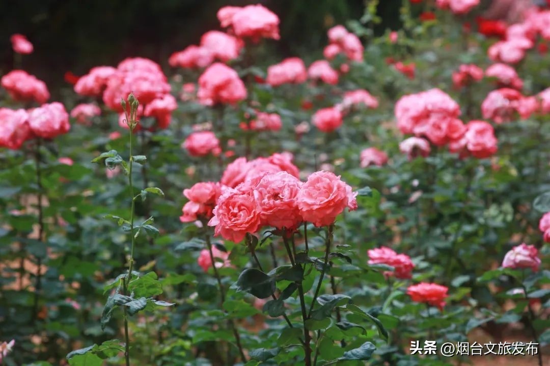 烟台值得去的公园,烟台旅游指南探索烟台最美景点