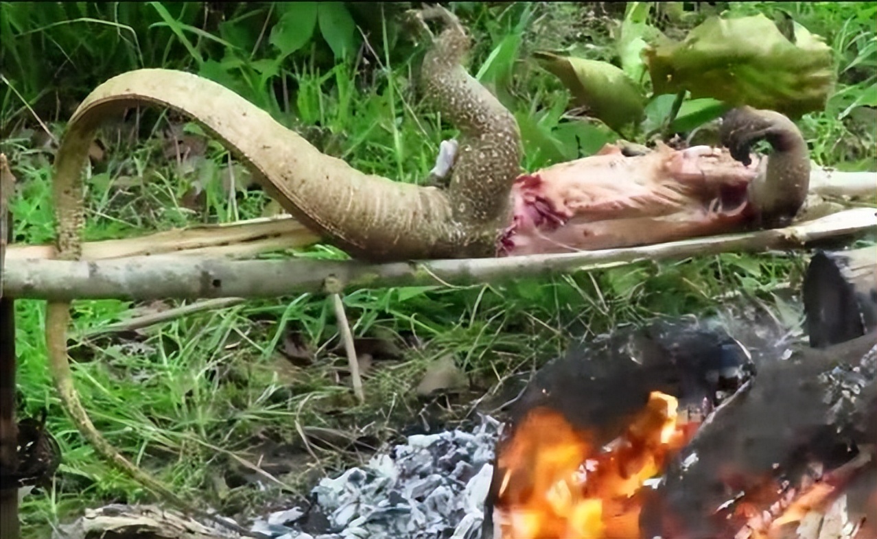 真正的丛林美食有哪些,硬核知识大全100个