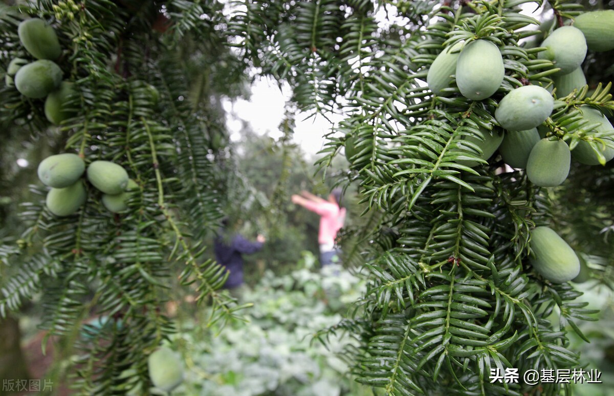 中国特有干果,中国特有的坚果香榧