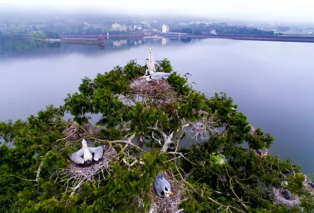中国庭园风景区,中国庭园梨树
