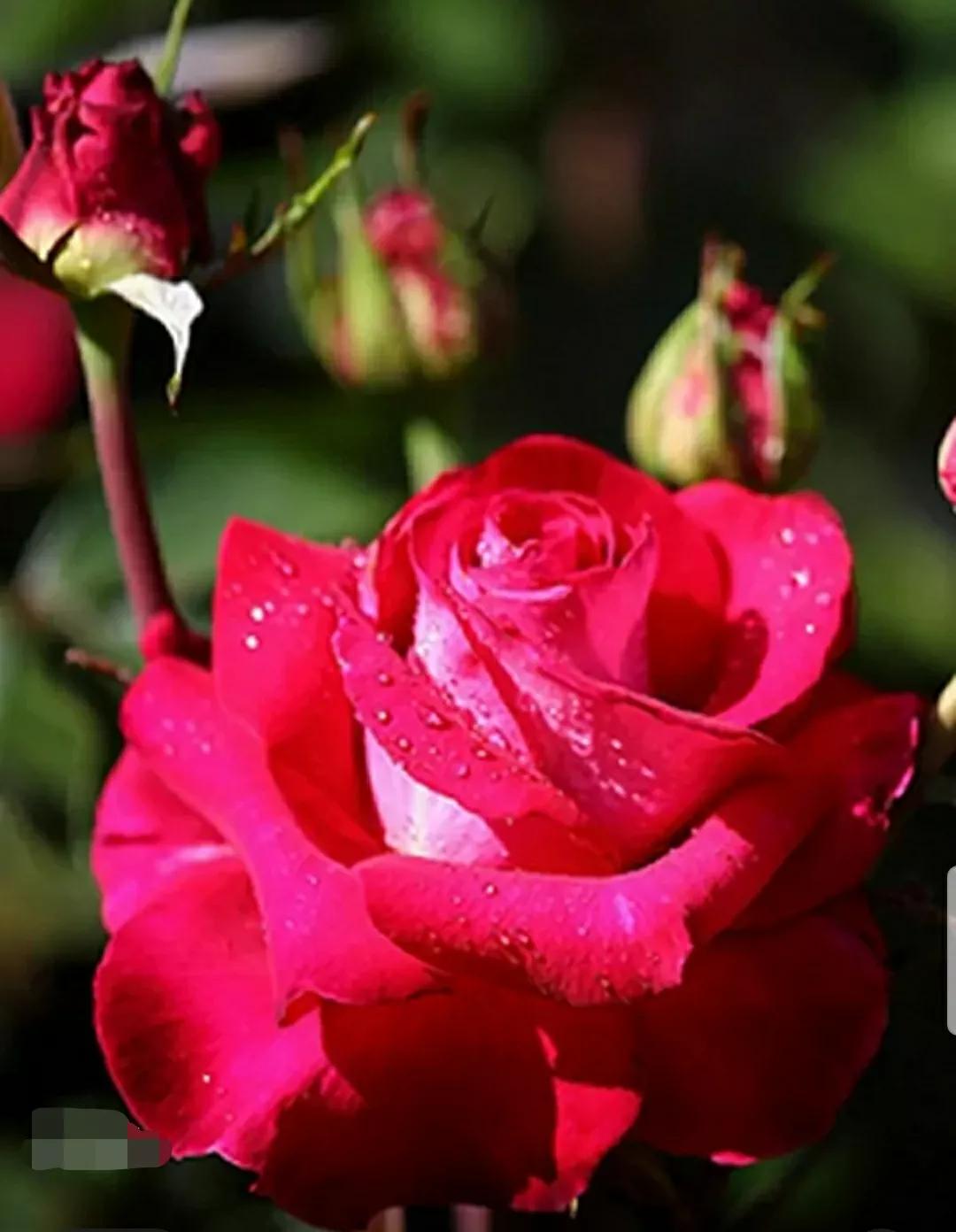 月季玫瑰蔷薇三姐妹的区别,月季蔷薇和玫瑰哪个更好看