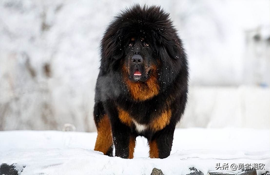 常见的20种宠物狗的介绍图片,最可爱的十种宠物狗种类