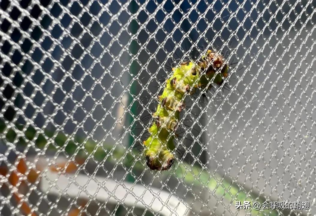 绿尾大蚕蛾怎么样驱除,大蚕蛾饲养记录