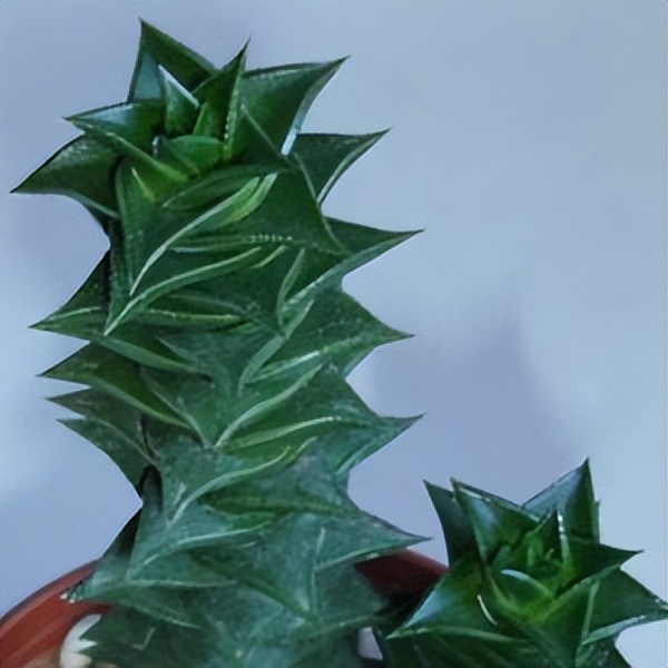 102个大类近500个多肉植物图片，都极其美丽，建议在家中也养一盆